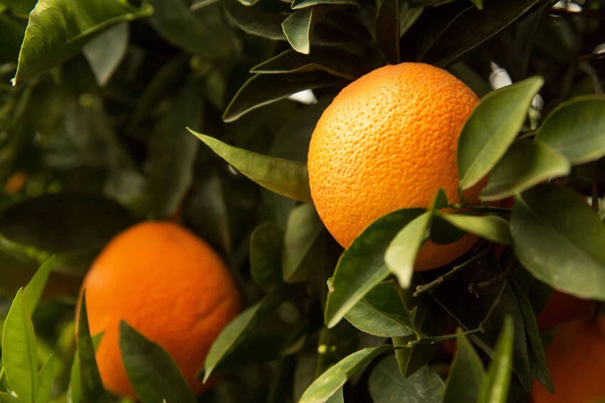 Cara Cara Orange in a Tree