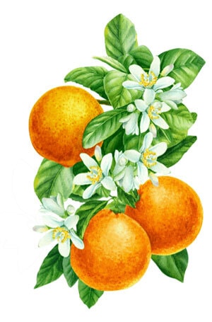 Illustration of 3 Oranges